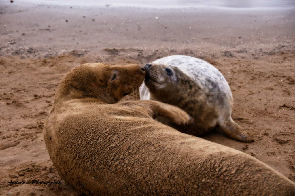 Love is sealed with a kiss Mother and baby seal on beach i… Flickr