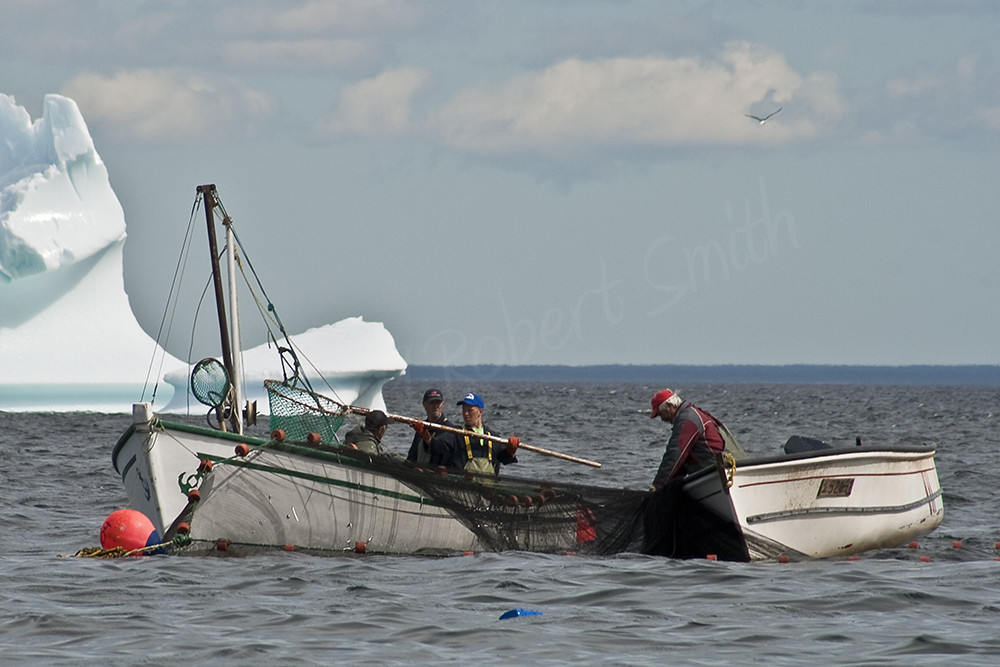 Caplin Fishing RS_0169 L'anse au Loup, NL 2009 Flickr