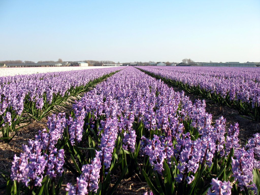 Rows of bulb flowers Coanri/Rita Flickr