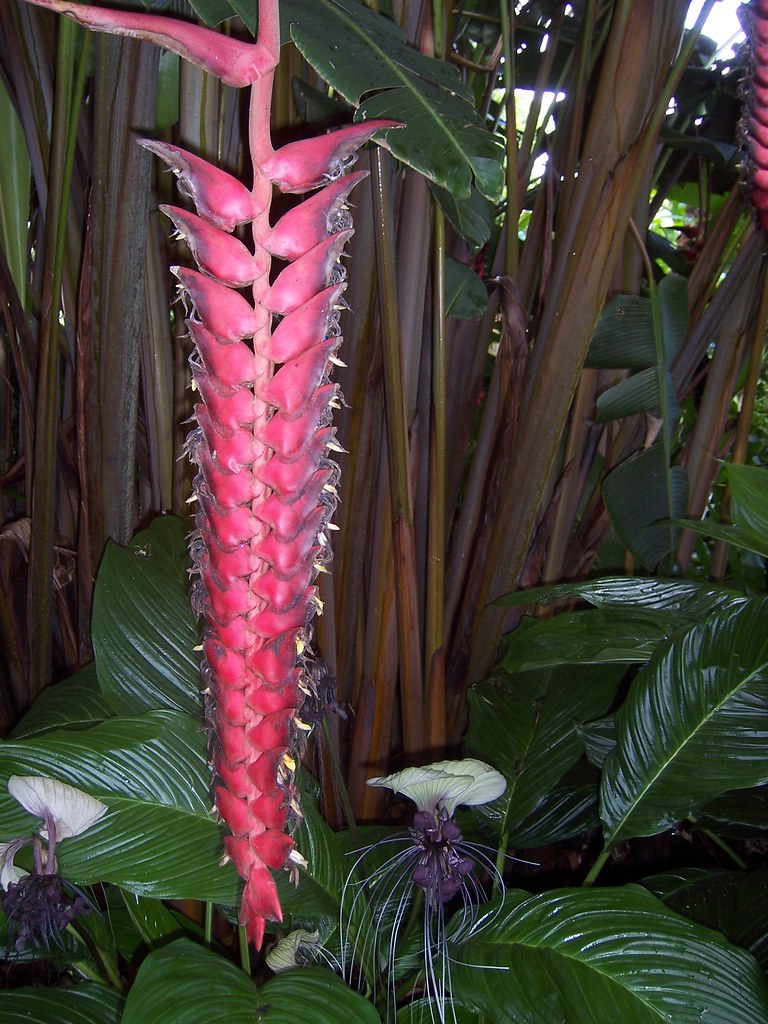 tropical plants in cairns botanical gardens pixfromanna Flickr