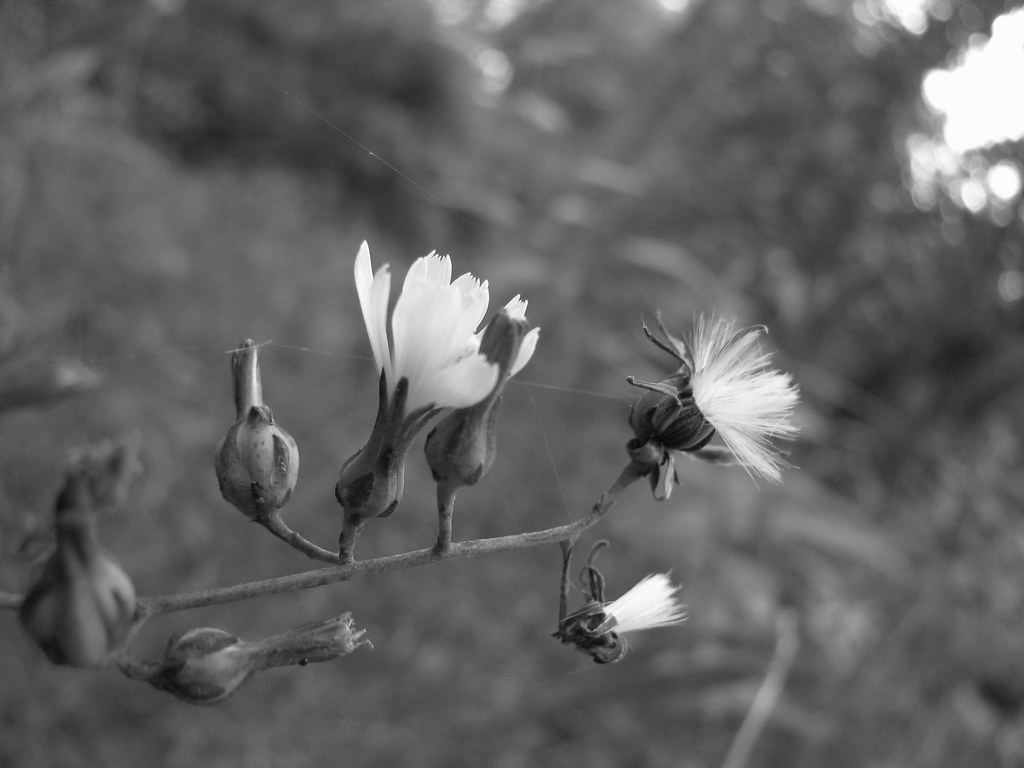 Hickory Hill in September Flickr