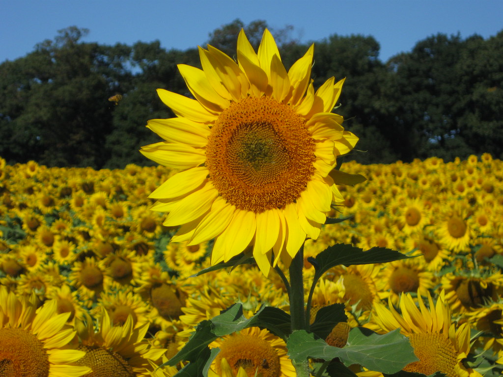 Maryland Sunflowers 31 Sunflowers along MD Rte 439 Flickr