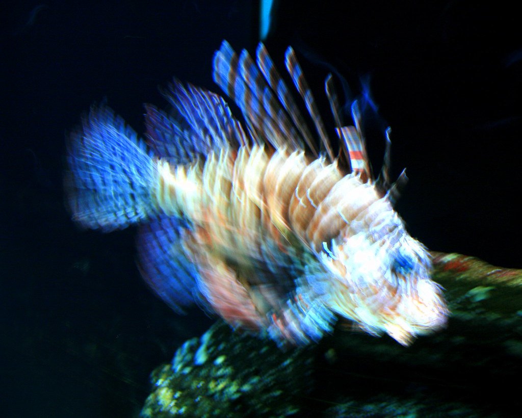 Spiny fish at Seattle Aquarium Dave Nunez Flickr