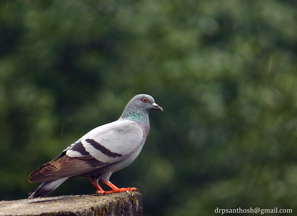 blue rock pigeonColumbia livia dr.p.santhosh kumar Flickr