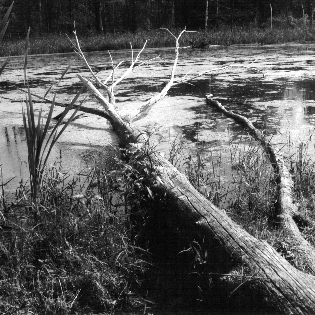 Dead Wood crazyevan Flickr