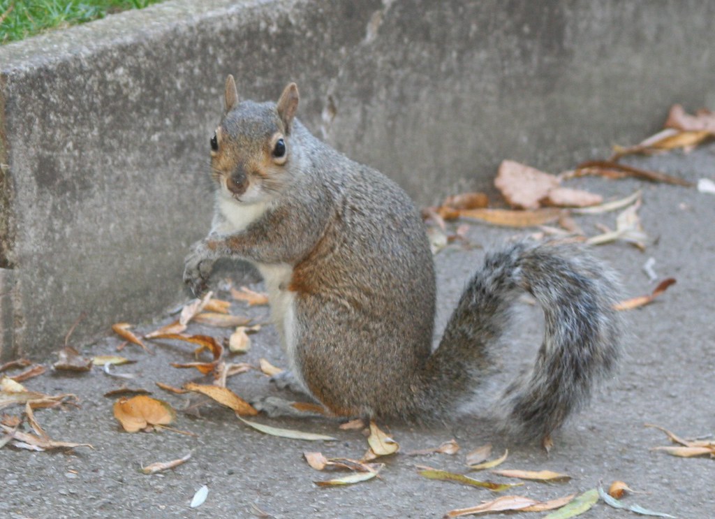 Squirrel crossing the road Gemini Ali Flickr
