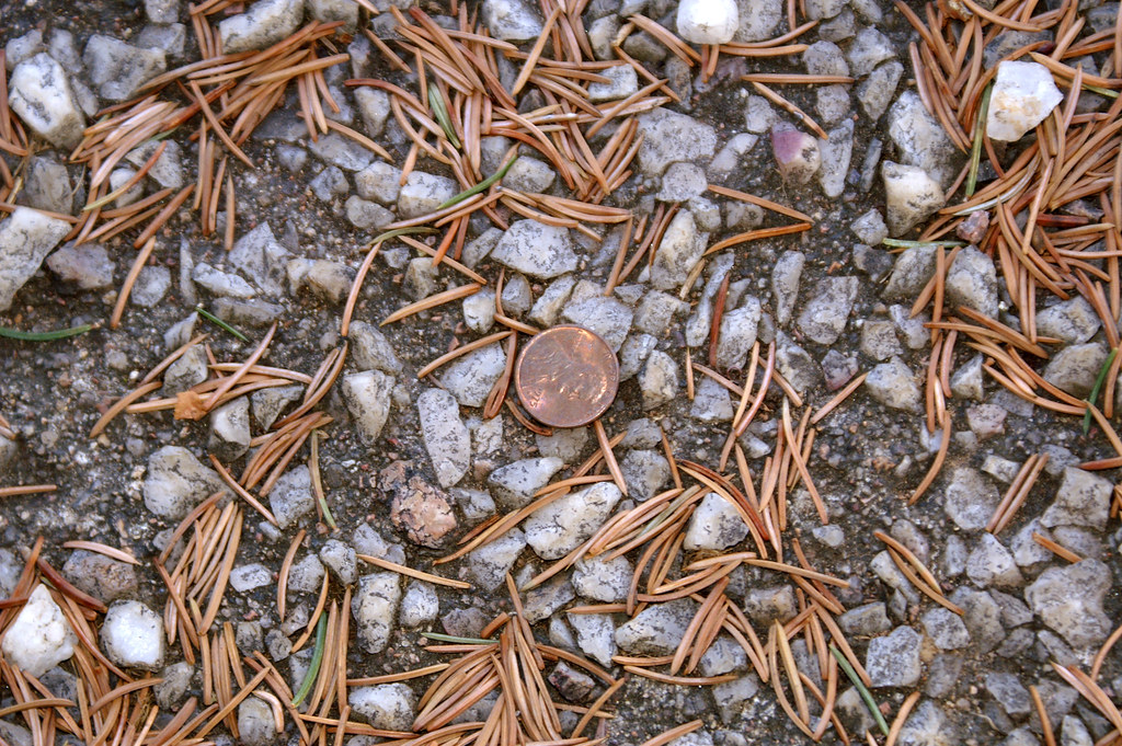 Penny on grave Here is 1 penny (heads) among the pine need… Flickr