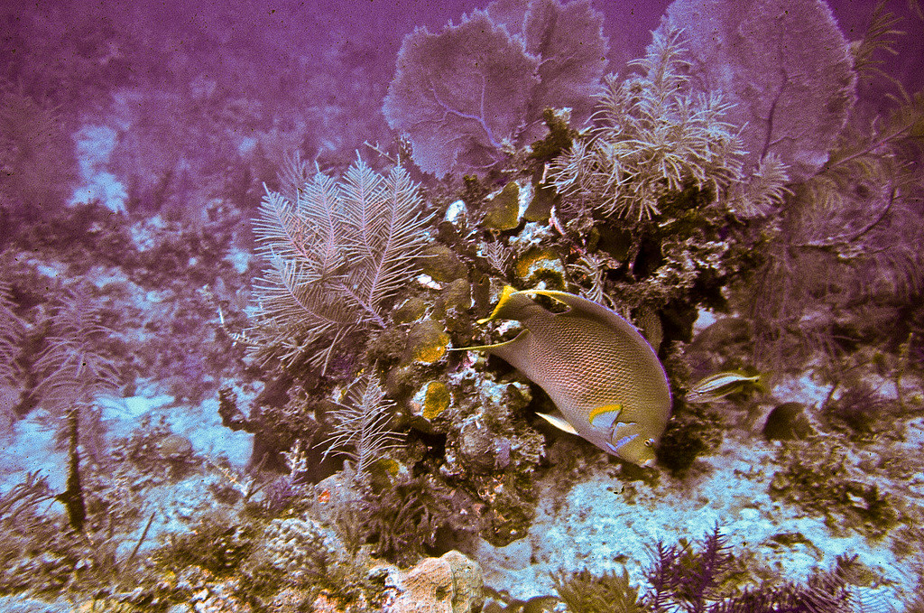 Molasses Reef Key Largo Larry Crovo Flickr