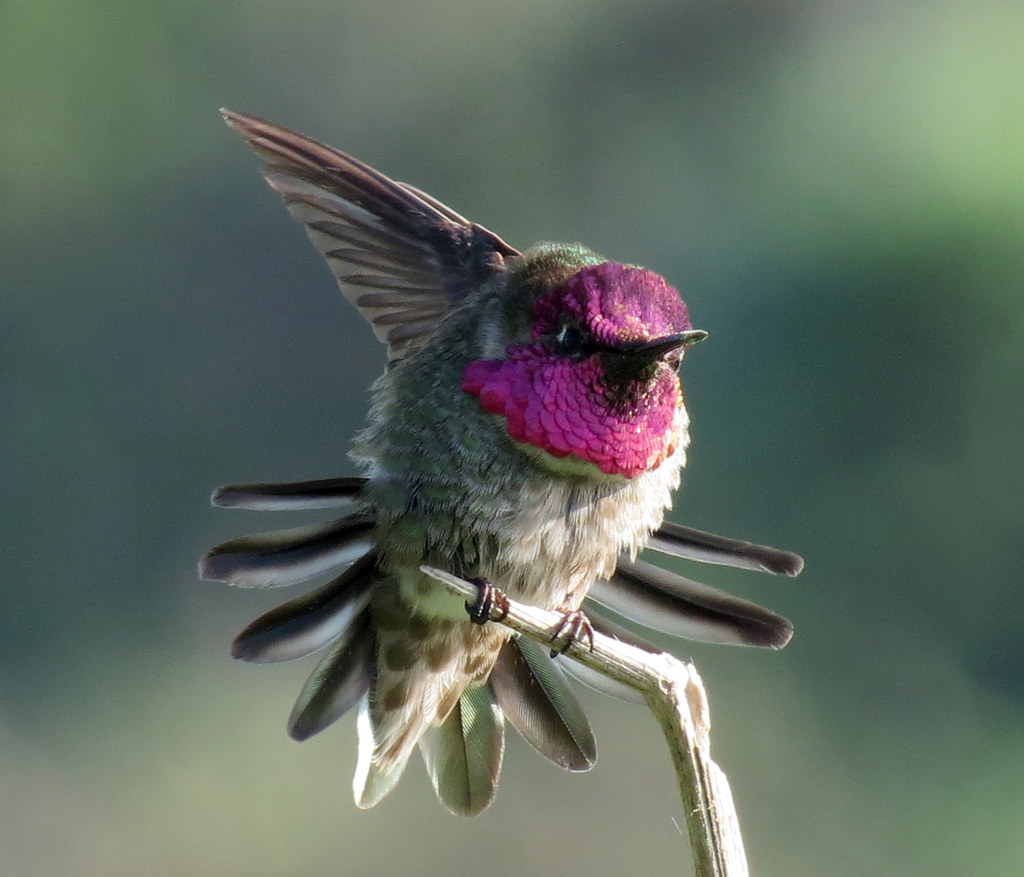 Male Anna's Hummingbird Mila Zinkova Flickr