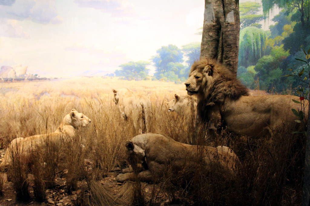 NYC AMNH Akeley Hall of African Mammals Environment of the Lion