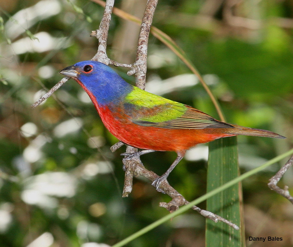 PAINTED BUNTING 5214 Florida City, Florida Danny Bales Flickr