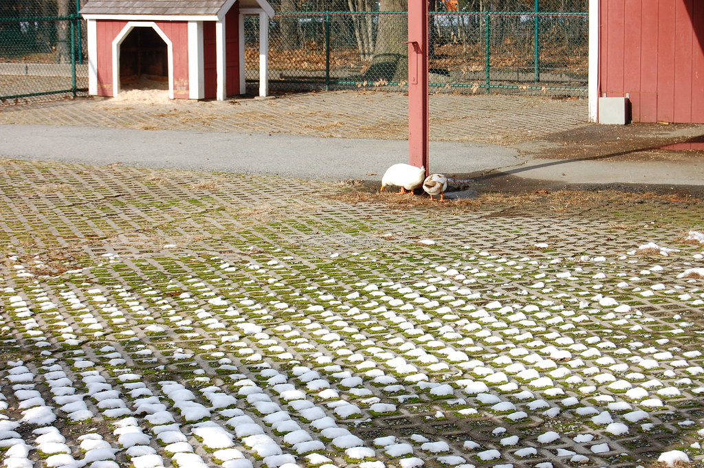 DSC_0212 Daggett Farm, Slater Park, Pawtucket, RI, Decembe… Flickr