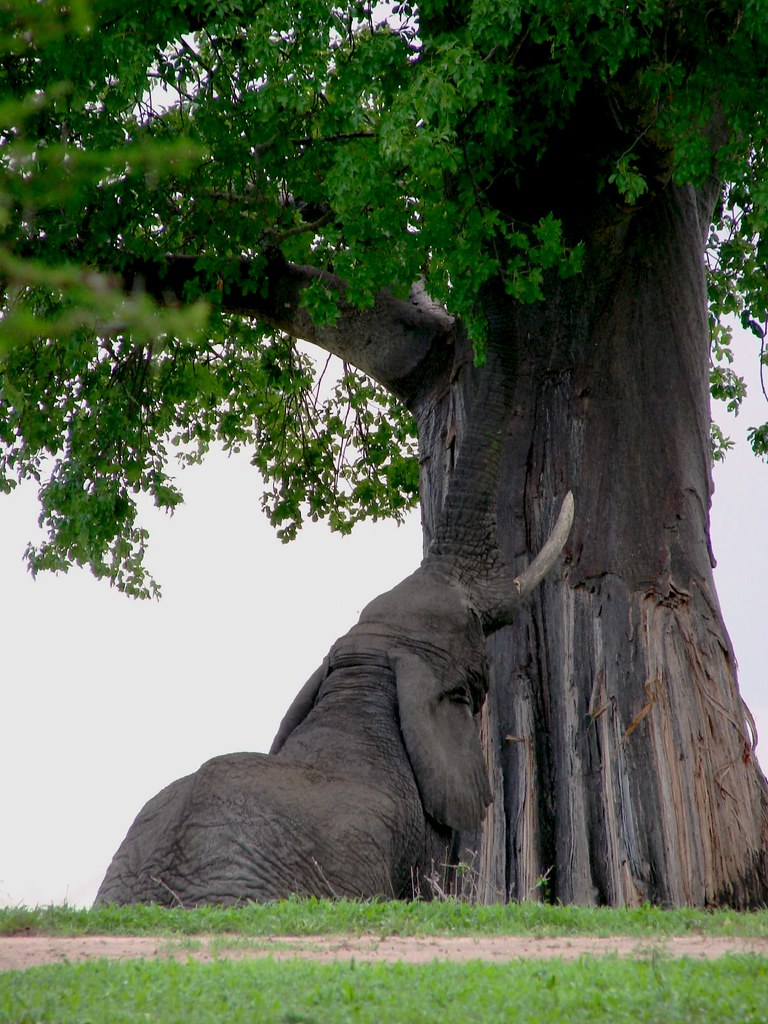 elephants eat everything, including baobab leaves Young ma… Flickr