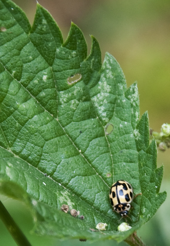 Black Spotted Yellow Ladybird 14spot ladybird (Propylea 1… Flickr