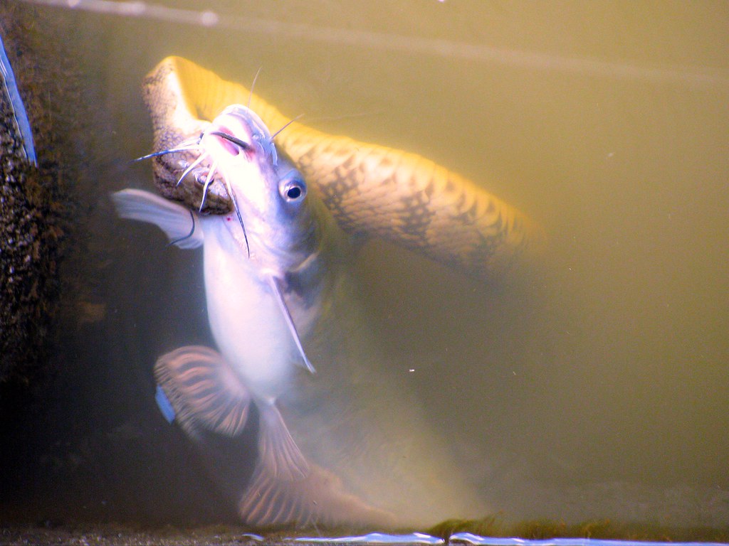 Snake With Catfish Amite River Here is another photo I t… Flickr