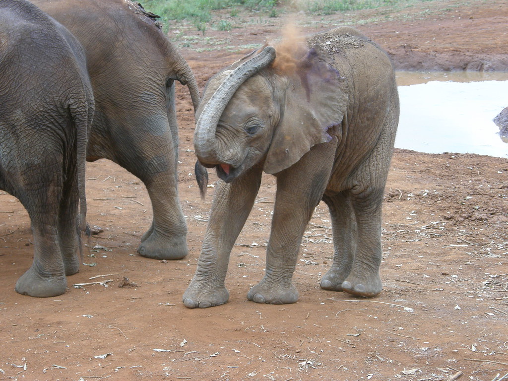 Elefanten in Kenia9 Vier Pfoten Flickr