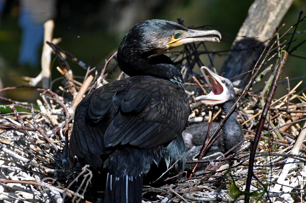 Great Cormorant & Young Aalscholver (Phalacrocorax carbo) … Flickr