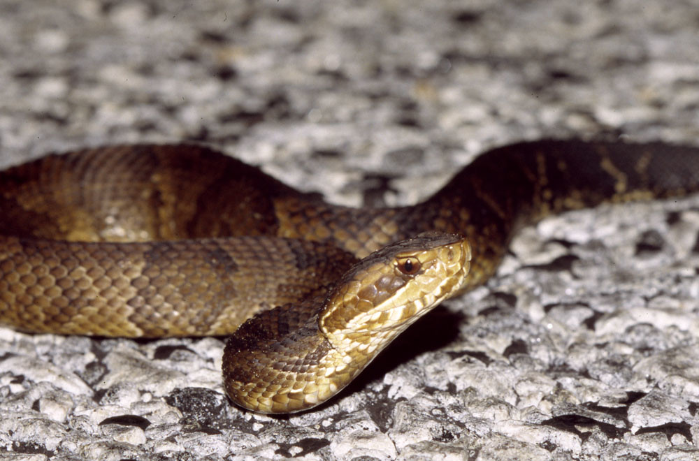 Cottonmouth, se USA Cottonmouth Agkistrodon pisci… Flickr