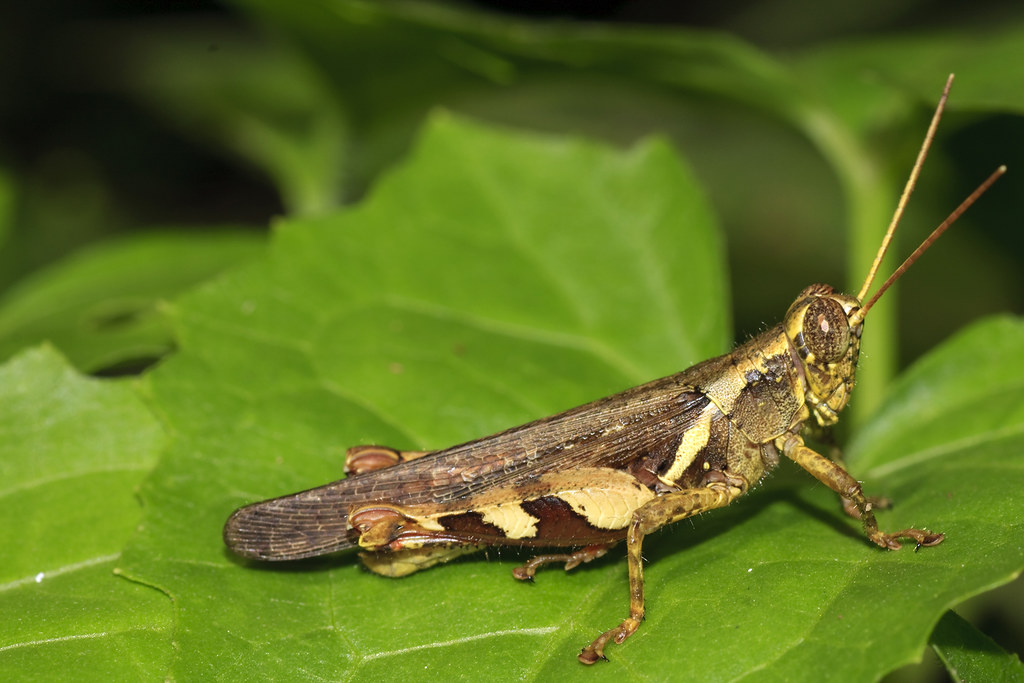 Locust or A or a locust? Location… Flickr