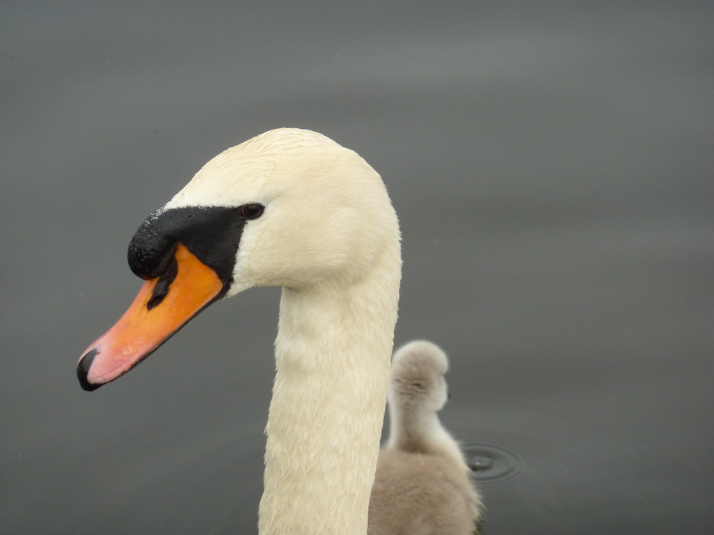 Swan & Dad and baby on the lake Christine Jobling Flickr