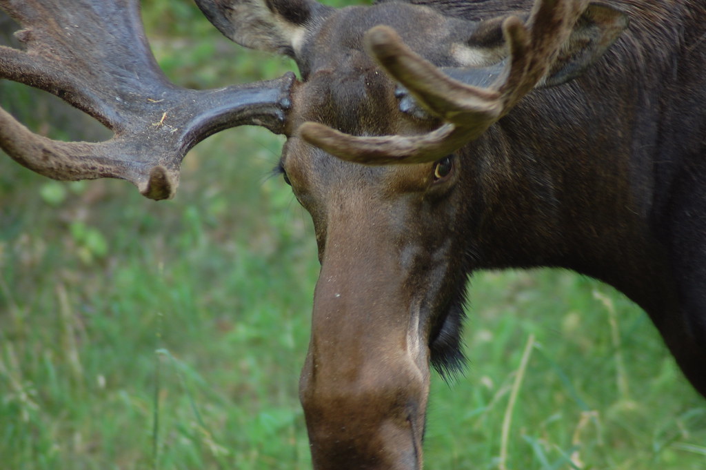 At the Minneapolis Zoo 6 A moose is a moose. Jake Flickr