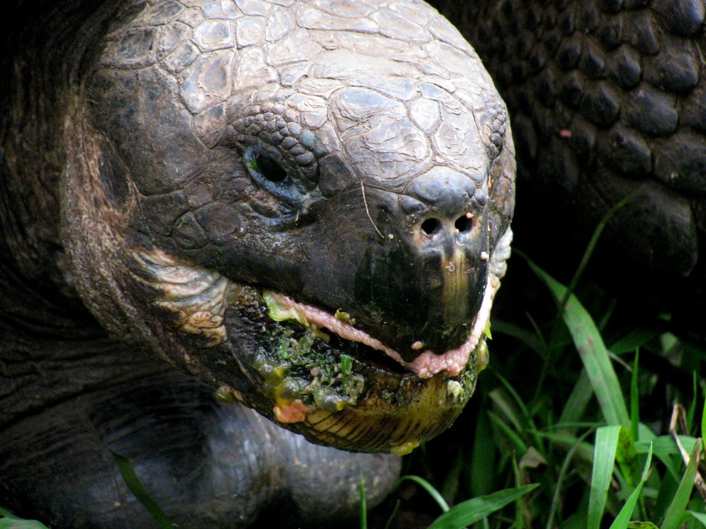 Galapagos tortoise eating a guava Tell me I don't look pre… Flickr