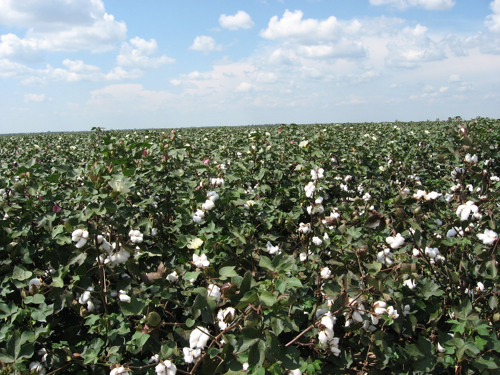 Cotton Fields, U.S. 65, Tensas Parish, Louisiana (3) Flickr
