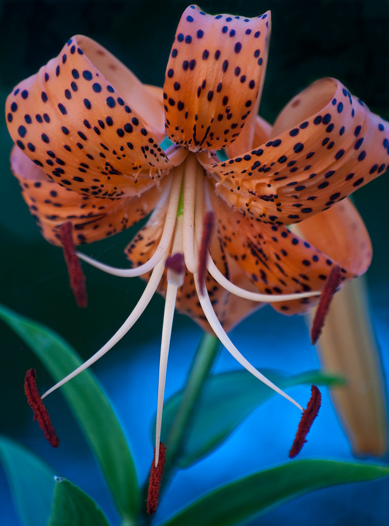 Tiger Lily in the Yard A tiger lily flower in the front ya… Flickr