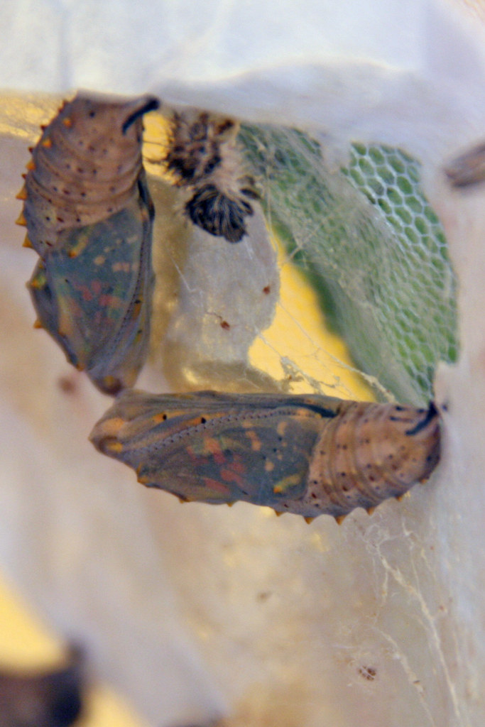 Painted Lady Chrysalids Almost ready to emerge as butterfl… Flickr