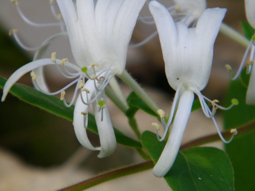Morning FlowersJapanese Honeysuckle taken morning of July… Flickr