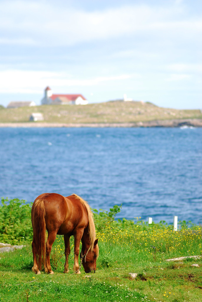 St Pierre et Miquelon 2009 There are quite a few horses, t… Flickr