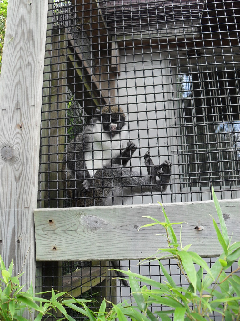 Animal Kingdom Zoo, Bordentown, NJ 103 Angelee Flickr