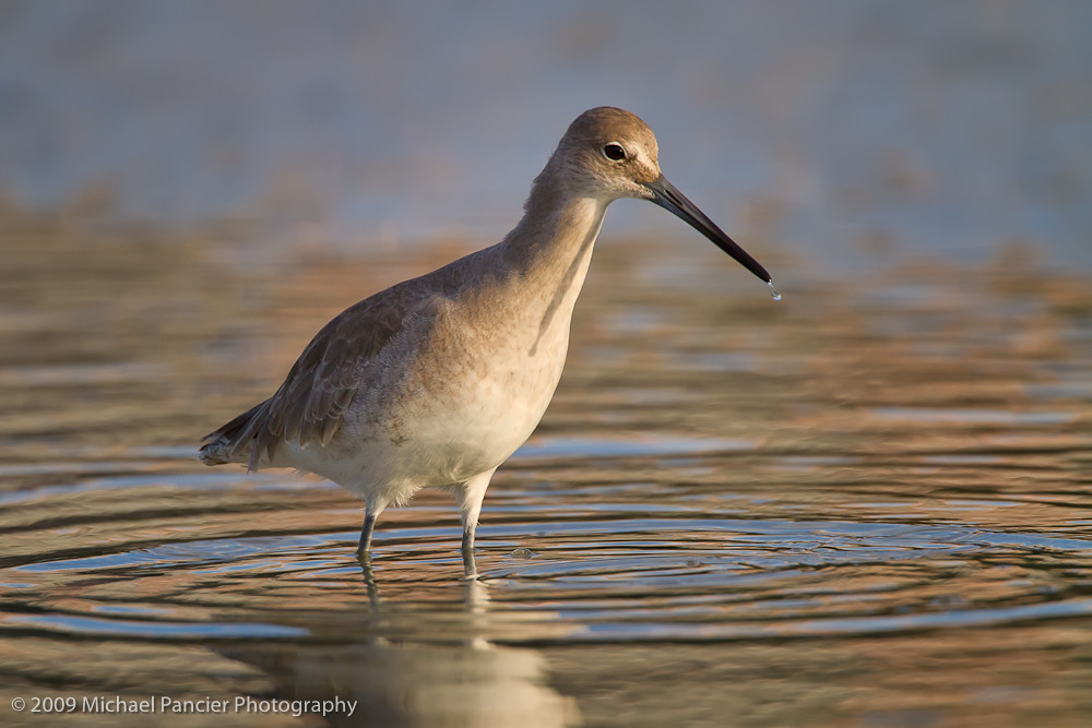A Willet Wednesday Estero Lagoon Ft. Myers Beach, Florid… Michael