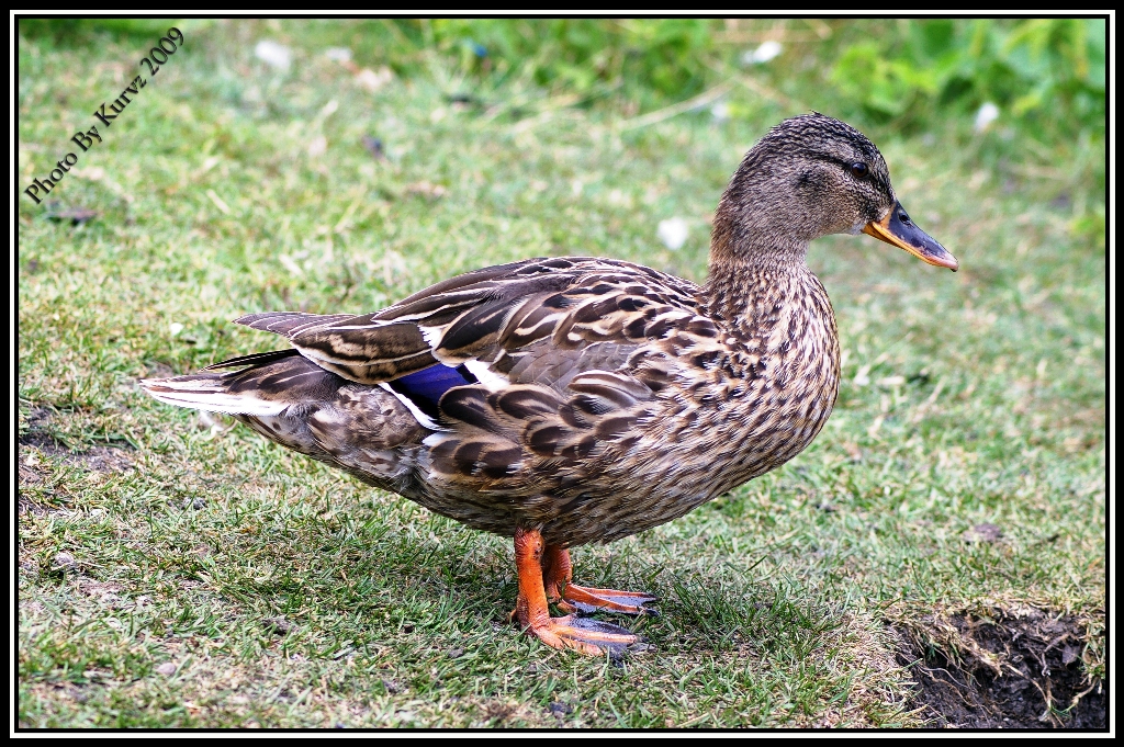 Duck on land Kurvz Flickr