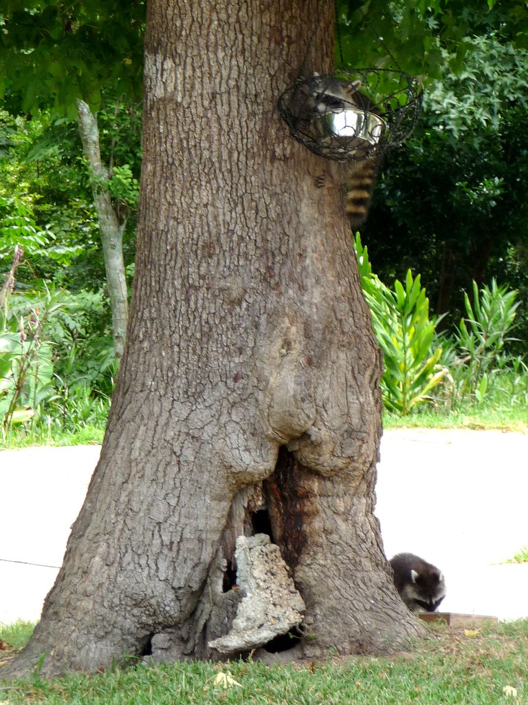 Raccoons feeding near Smith's Fish Camp Pensacola, FL chapstickaddict Flickr