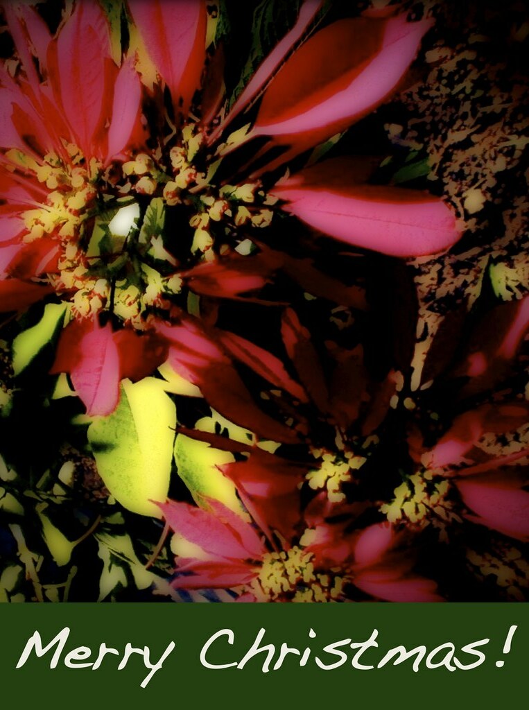 Merry Christmas! Merry Christmas! Ron Mader Flickr