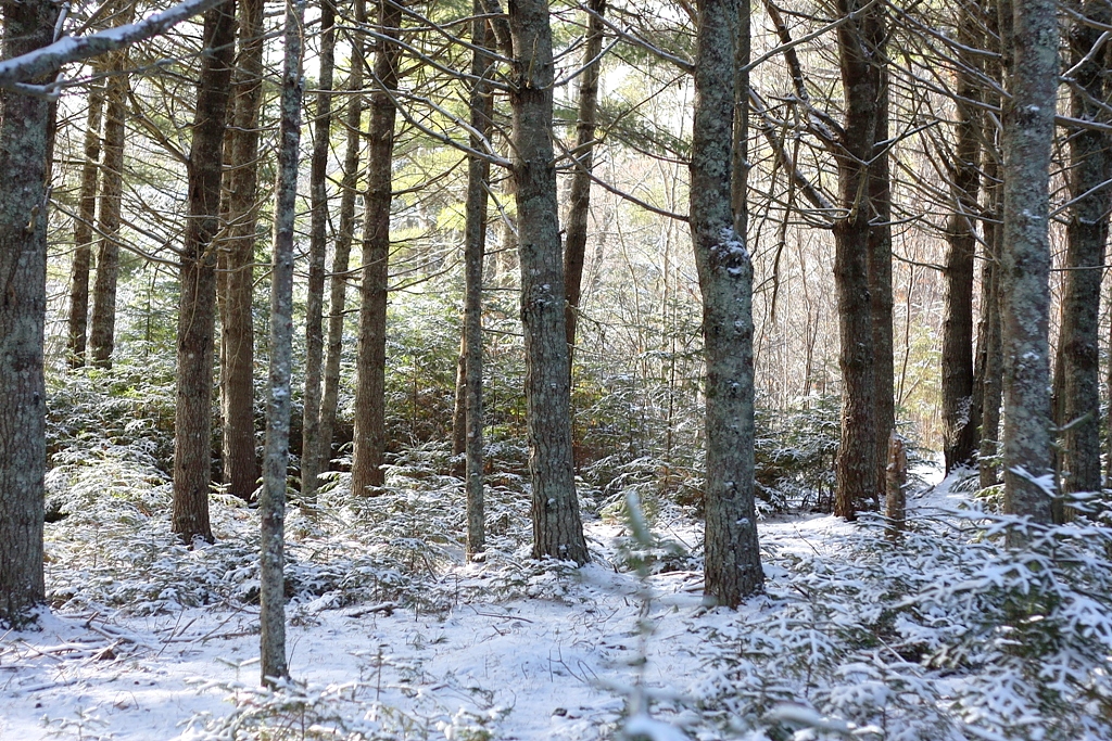 The Camp Caledonia, Queens County, Nova Scotia I shot th… Flickr