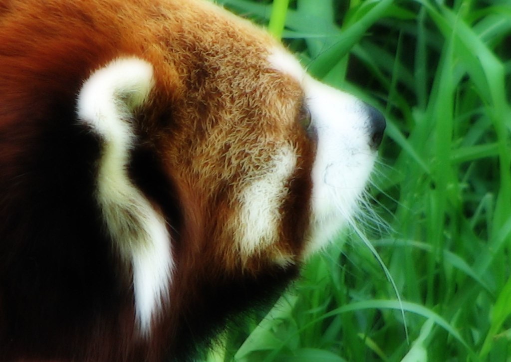 Red Panda_02 Red Panda at the Red River Zoo in Fargo, Nort… Flickr