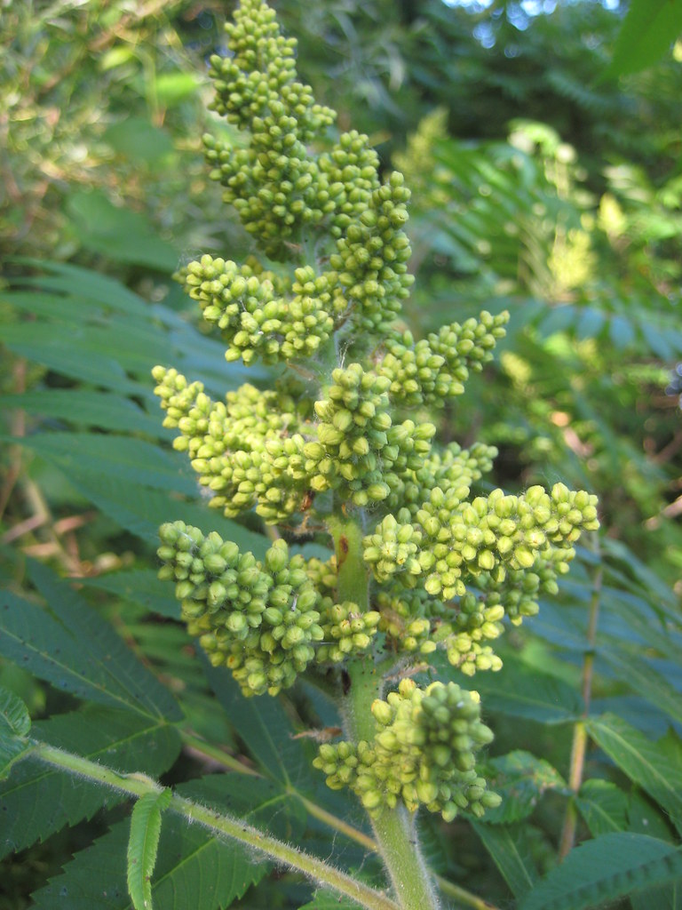 Sumac buds. udelbel Flickr