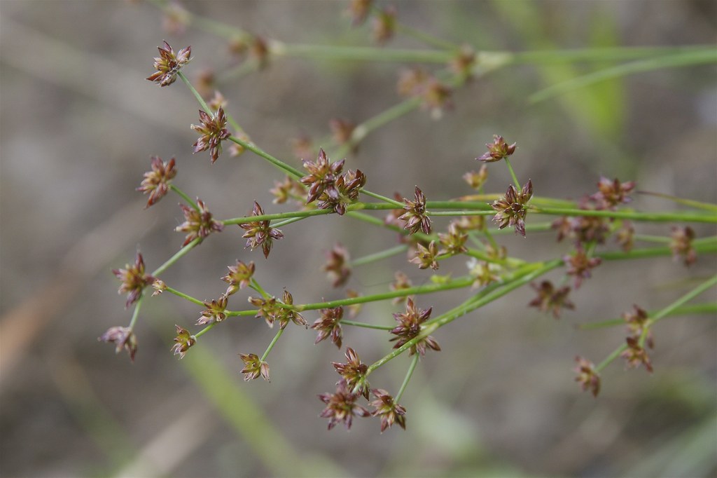 Smooth Sawgrass Cladium mariscoides Dan Mullen Flickr