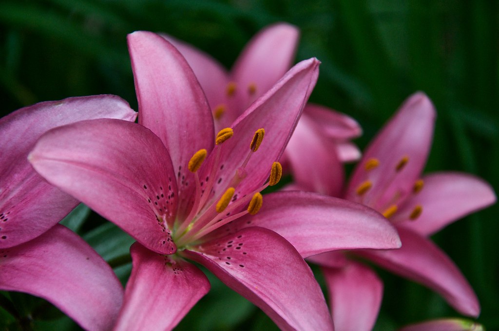 Tiger Lily naserke Flickr