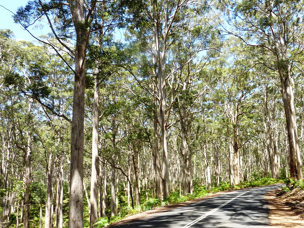 Caves Road, Margaret River manilaboy323 Flickr