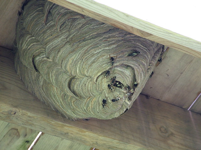 Wasp Nest Under Deck Mice
