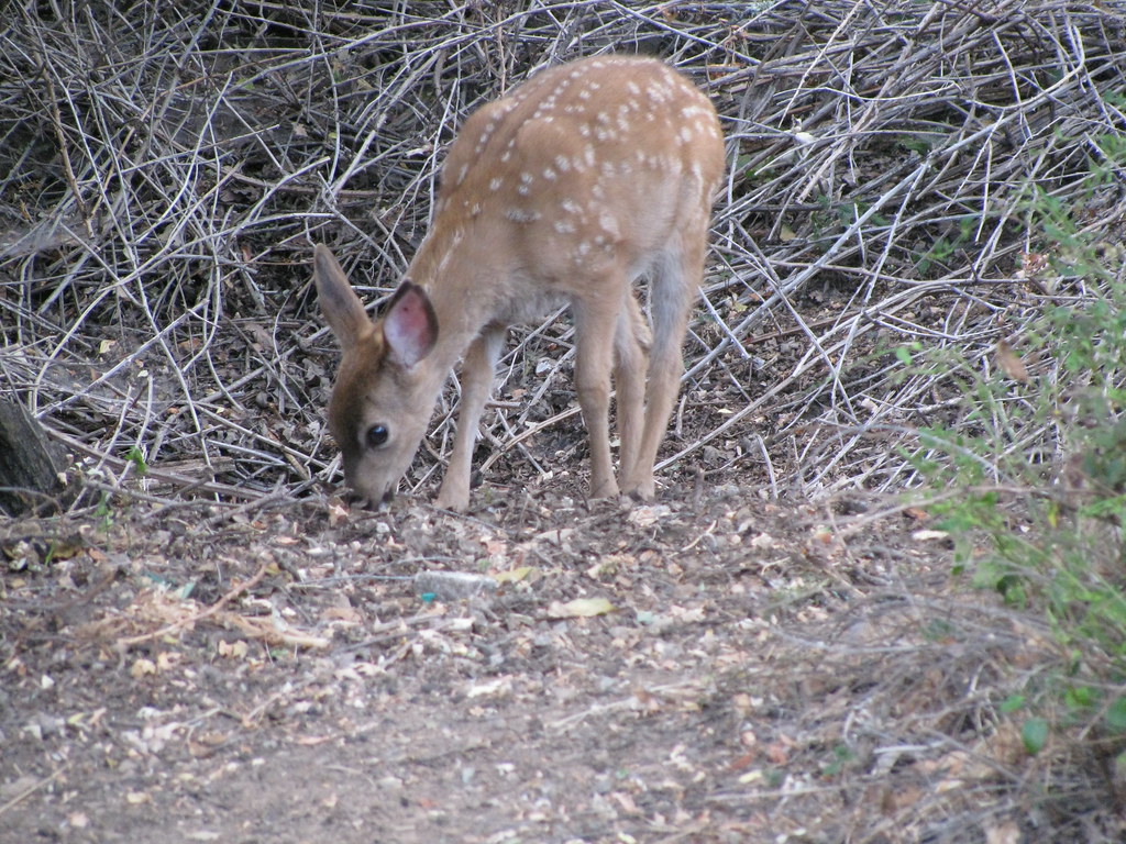 baby deer i love this deer in my backyard Michaela Mendez Flickr