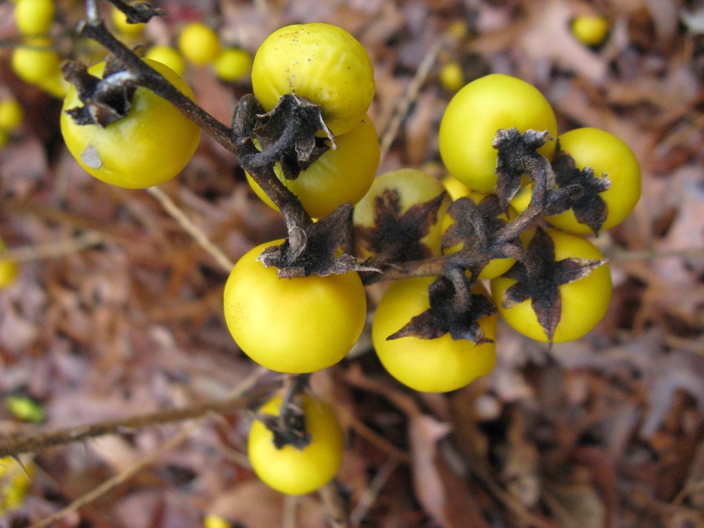 Large Yellow Berries I'm starting to LIKE invasive plants.… Matt
