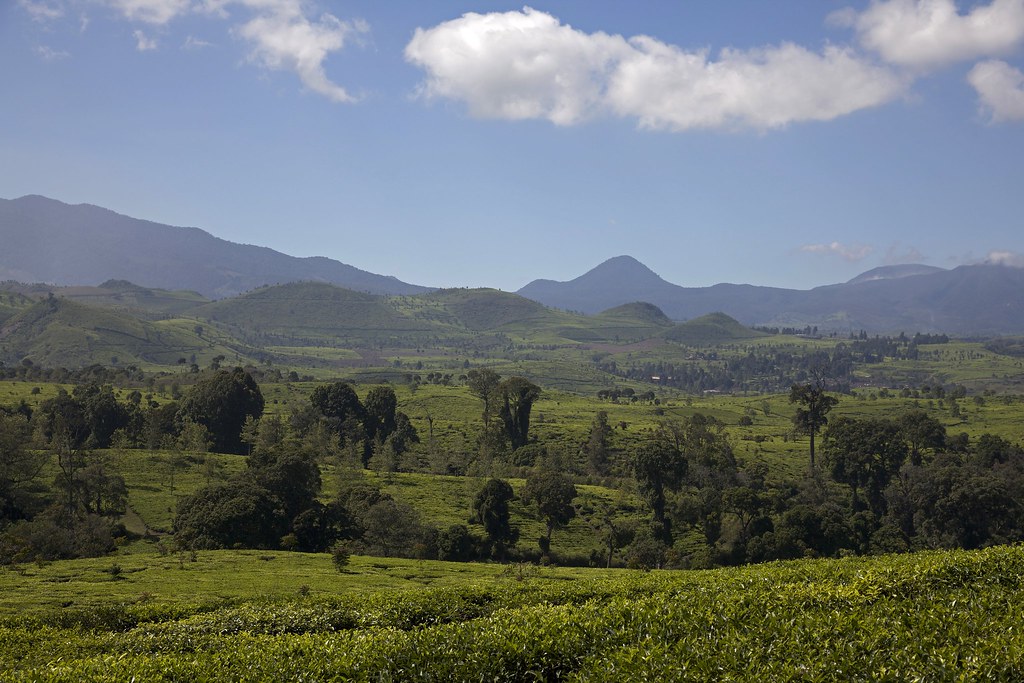 Malabar Tea Estate The history of Malabar dates back to th… Flickr