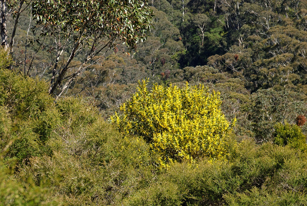 Acacia longifolia 0908166801 Blue Mountains National Park… Flickr