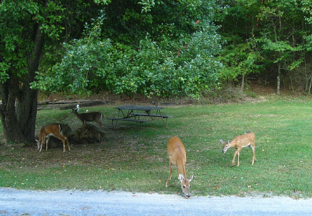 Deer eat apples 006 Deer at Greenbrier mountainaire Cg in … Flickr