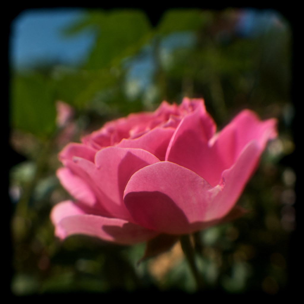 Where have all the flowers gone? Where have all the flower… Flickr