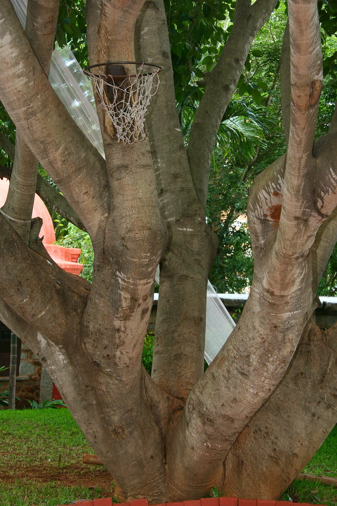Basketball Tree Taj Kuteeram Ruban Phukan Flickr